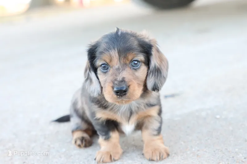 Kade silver dapple – Miniature Dachshund puppy for sale in Berryville, AR