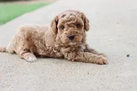 Stanley , a male Poodle - Toy  for sale in Berryville, AR – 4 of 9