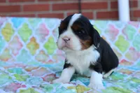 Tri Color Male, a male Cavalier King Charles Spaniel for sale in Berryville, AR – 5 of 8