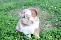 Red merle Cleo , a female Miniature Australian Shepherd for sale in Berryville, AR – 6 of 10