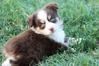 Summer red Tri , a female Miniature Australian Shepherd for sale in Berryville, AR – 3 of 9