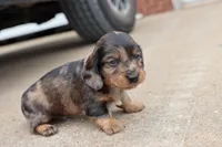 Kade silver dapple, a male Miniature Dachshund for sale in Berryville, AR – 3 of 7