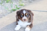 Sarah, a female Miniature Australian Shepherd for sale in Berryville, AR – 5 of 8