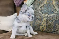 Stacy, a female French Bulldog for sale in Berryville, AR – 8 of 8