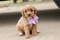 Gracie , a female Miniature Goldendoodle for sale in Berryville, AR – 1 of 9