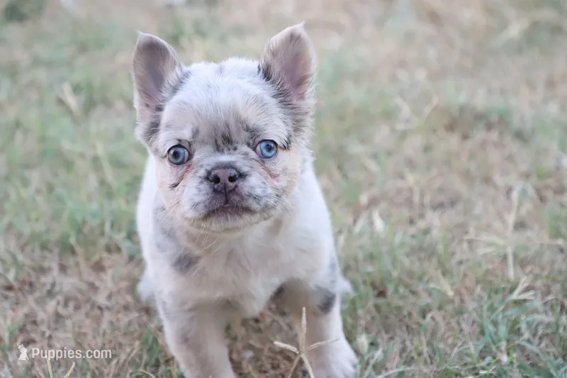 Stacy – French Bulldog puppy for sale in Berryville, AR