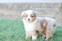 Steve red merle , a male Miniature Australian Shepherd for sale in Berryville, AR – 2 of 7