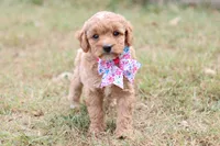 Gracie , a female Miniature Goldendoodle for sale in Berryville, AR – 3 of 9