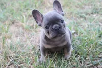 Blue & tan male, a male French Bulldog for sale in Berryville, AR – 1 of 5