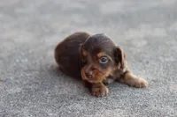 Sam long hair chocolate & tan, a male Miniature Dachshund for sale in Berryville, AR – 6 of 7