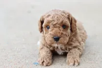 Stanley , a male Poodle - Toy  for sale in Berryville, AR – 8 of 9
