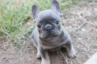 Blue & tan male, a male French Bulldog for sale in Berryville, AR – 2 of 5