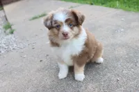 Red merle Cleo , a female Miniature Australian Shepherd for sale in Berryville, AR – 3 of 10