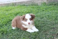 Sugar , a female Miniature Australian Shepherd for sale in Berryville, AR – 5 of 7