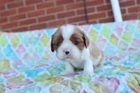 Blenheim Male, a male Cavalier King Charles Spaniel for sale in Berryville, AR – 2 of 6