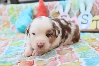 Will RMm2, a male Miniature Australian Shepherd for sale in Berryville, AR – Photo 2 of 7