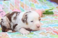 Will RMm2, a male Miniature Australian Shepherd for sale in Berryville, AR – Photo 7 of 7