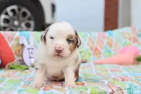 Will RMm2, a male Miniature Australian Shepherd for sale in Berryville, AR – Photo 1 of 7