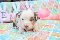Will RMm2, a male Miniature Australian Shepherd for sale in Berryville, AR – Photo 6 of 7