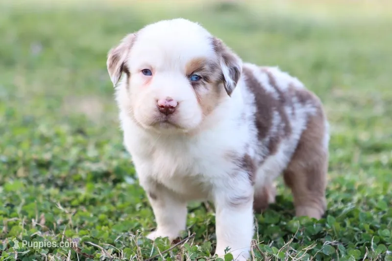 Will RMm2 – Miniature Australian Shepherd puppy for sale in Berryville, AR