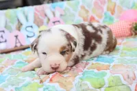 Will RMm2, a male Miniature Australian Shepherd for sale in Berryville, AR – Photo 5 of 7