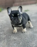Debrah black & tan , a female French Bulldog for sale in Berryville, AR – 7 of 9