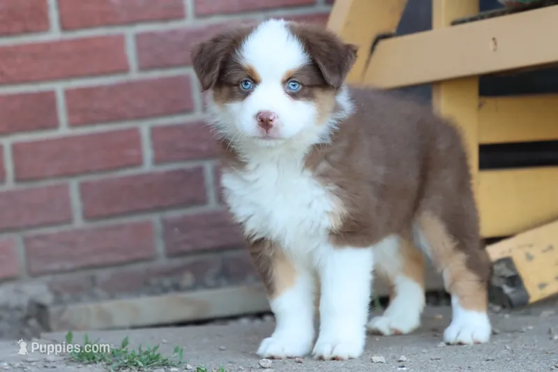 Sugar  – Miniature Australian Shepherd puppy for sale in Berryville, AR