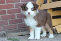 Sugar , a female Miniature Australian Shepherd for sale in Berryville, AR – 1 of 7