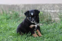 Clementine Bt Blue Eyes, a female Miniature Australian Shepherd for sale in Berryville, AR – 2 of 9