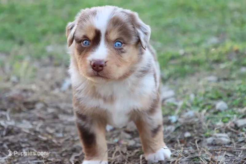 Will rmm4 – Miniature Australian Shepherd puppy for sale in Berryville, AR