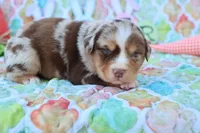 Will rmm4, a male Miniature Australian Shepherd for sale in Berryville, AR – Photo 6 of 6