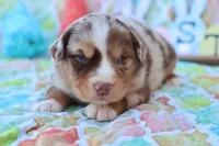 Will rmm4, a male Miniature Australian Shepherd for sale in Berryville, AR – Photo 4 of 6