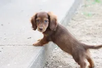 Sally long hair chocolate & tan , a female Miniature Dachshund for sale in Berryville, AR – 5 of 7