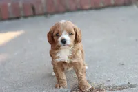 Drake , a male Cavapoo for sale in Berryville, AR – 5 of 8