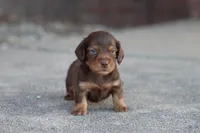 Sally long hair chocolate & tan , a female Miniature Dachshund for sale in Berryville, AR – 8 of 8