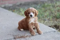 Drake , a male Cavapoo for sale in Berryville, AR – 7 of 8