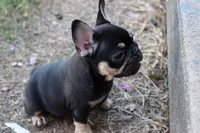 Debrah black & tan , a female French Bulldog for sale in Berryville, AR – 3 of 10