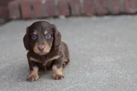 B #1, a male Miniature Dachshund for sale in Berryville, AR – Photo 3 of 7