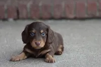 B #1, a male Miniature Dachshund for sale in Berryville, AR – Photo 5 of 7