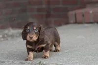 B #1, a male Miniature Dachshund for sale in Berryville, AR – Photo 2 of 7