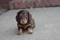 B #1, a male Miniature Dachshund for sale in Berryville, AR – Photo 6 of 7