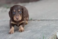B #1, a male Miniature Dachshund for sale in Berryville, AR – Photo 7 of 7