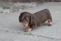 B #1, a male Miniature Dachshund for sale in Berryville, AR – Photo 4 of 7