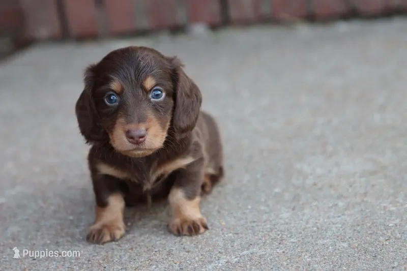 B #1 – Miniature Dachshund puppy for sale in Berryville, AR