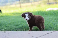 Clem red Tri , a male Miniature Australian Shepherd for sale in Berryville, AR – 2 of 8