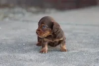 Sally long hair chocolate & tan , a female Miniature Dachshund for sale in Berryville, AR – 5 of 8