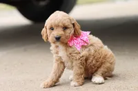 Gracie pink, a female Miniature Goldendoodle for sale in Berryville, AR – 9 of 9