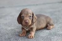 Sally short hair chocolate & tan, a female Miniature Dachshund for sale in Berryville, AR – 5 of 7