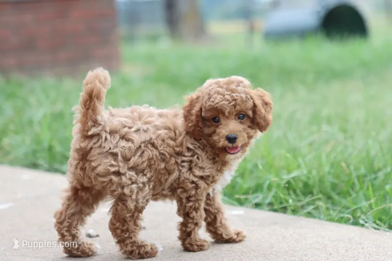Stanley  – Poodle - Toy  puppy for sale in Berryville, AR