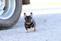 Debrah black & tan , a female French Bulldog for sale in Berryville, AR – 6 of 10